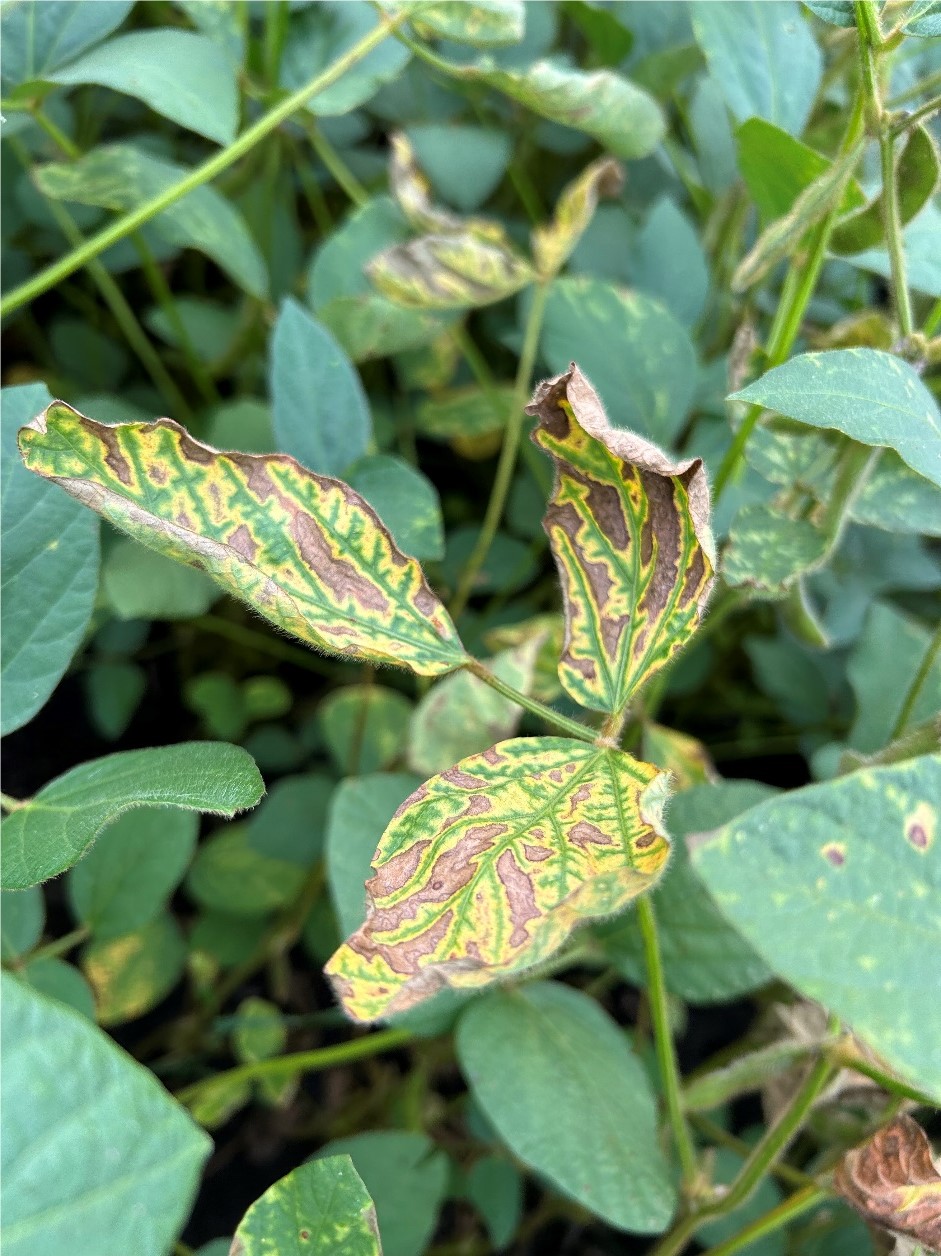 2024: Evaluation of Seed Treatments to Manage Interveinal Chlorosis in